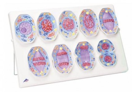 Mitosis Model