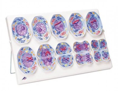Meiosis Model