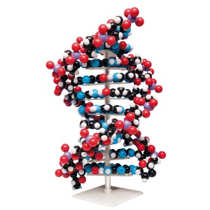 Ten layer DNA model